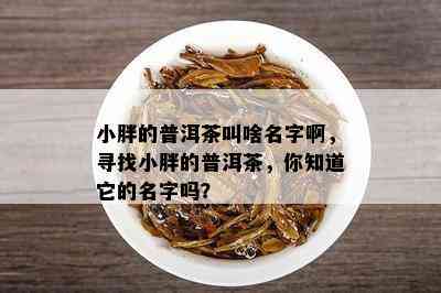 小胖的普洱茶叫啥名字啊，寻找小胖的普洱茶，你知道它的名字吗？