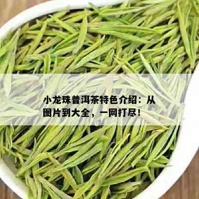 小龙珠普洱茶特色介绍：从图片到大全，一网打尽！