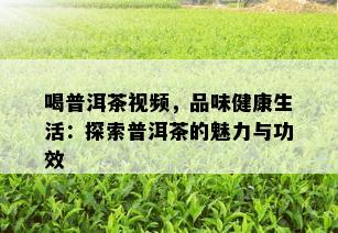 喝普洱茶视频，品味健康生活：探索普洱茶的魅力与功效