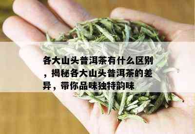 各大山头普洱茶有什么区别，揭秘各大山头普洱茶的差异，带你品味独特韵味