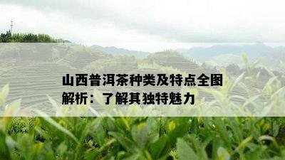 山西普洱茶种类及特点全图解析：了解其独特魅力