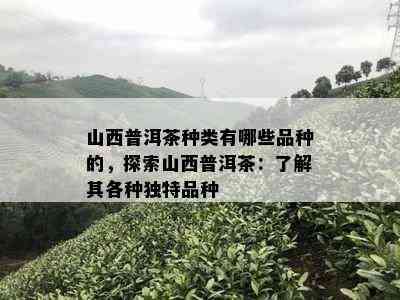 山西普洱茶种类有哪些品种的，探索山西普洱茶：了解其各种独特品种