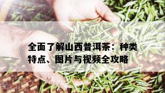 全面了解山西普洱茶：种类特点、图片与视频全攻略