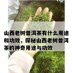 山西老树普洱茶有什么用途和功效，探秘山西老树普洱茶的神奇用途与功效