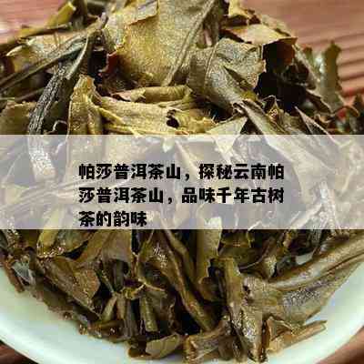 帕莎普洱茶山，探秘云南帕莎普洱茶山，品味千年古树茶的韵味