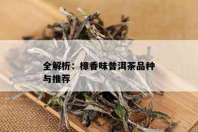 全解析：樟香味普洱茶品种与推荐