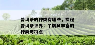 普洱茶的种类有哪些，探秘普洱茶世界：了解其丰富的种类与特点