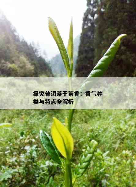 探究普洱茶干茶香：香气种类与特点全解析