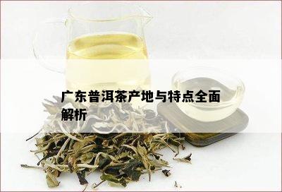 广东普洱茶产地与特点全面解析