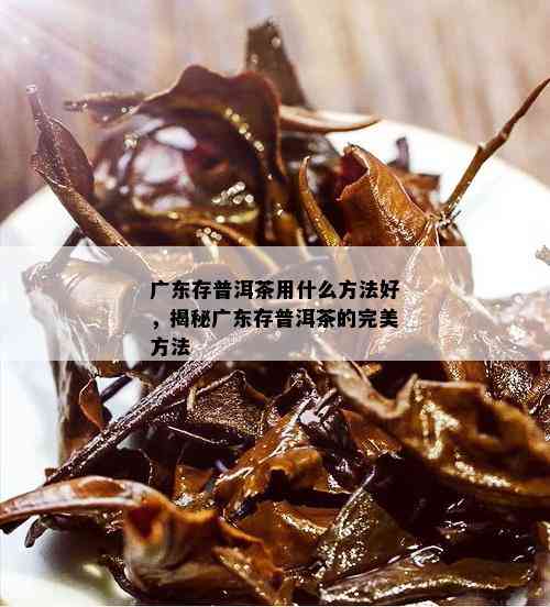 广东存普洱茶用什么方法好，揭秘广东存普洱茶的完美方法