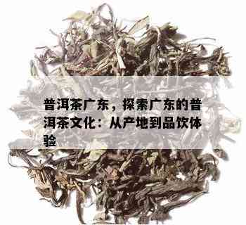 普洱茶广东，探索广东的普洱茶文化：从产地到品饮体验