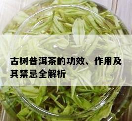 古树普洱茶的功效、作用及其禁忌全解析