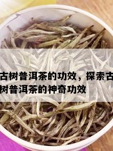 古树普洱茶的功效，探索古树普洱茶的神奇功效