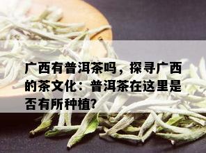 广西有普洱茶吗，探寻广西的茶文化：普洱茶在这里是否有所种植？