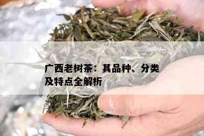 广西老树茶：其品种、分类及特点全解析