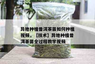 异地种植普洱茶苗如何种植视频，【技术】异地种植普洱茶苗全过程教学视频