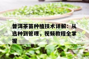 普洱茶苗种植技术详解：从选种到管理，视频教程全掌握