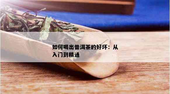 如何喝出普洱茶的好坏：从入门到精通