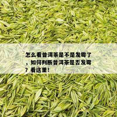 怎么看普洱茶是不是发霉了，如何判断普洱茶是否发霉？看这里！