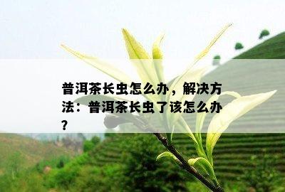 普洱茶长虫怎么办，解决方法：普洱茶长虫了该怎么办？