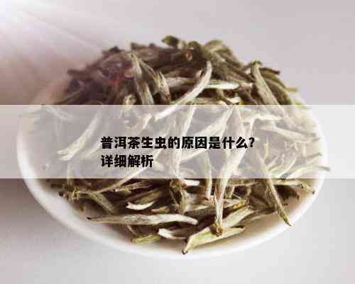 普洱茶生虫的原因是什么？详细解析