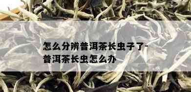 怎么分辨普洱茶长虫子了-普洱茶长虫怎么办