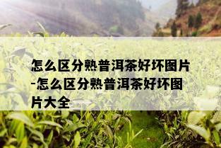 怎么区分熟普洱茶好坏图片-怎么区分熟普洱茶好坏图片大全