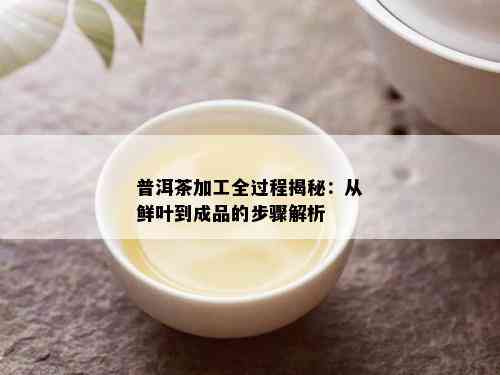 普洱茶加工全过程揭秘：从鲜叶到成品的步骤解析