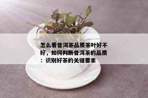 怎么看普洱茶品质茶叶好不好，如何判断普洱茶的品质：识别好茶的关键要素