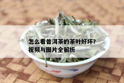 怎么看普洱茶的茶叶好坏？视频与图片全解析