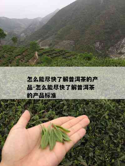 怎么能尽快了解普洱茶的产品-怎么能尽快了解普洱茶的产品标准