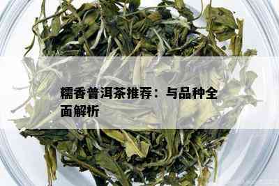 糯香普洱茶推荐：与品种全面解析