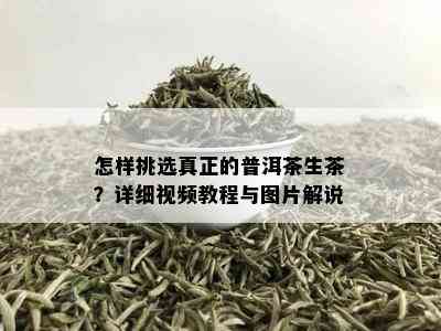 怎样挑选真正的普洱茶生茶？详细视频教程与图片解说