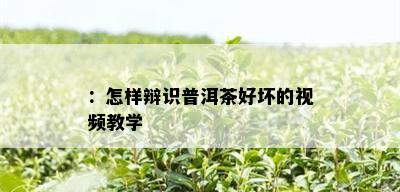 ：怎样辩识普洱茶好坏的视频教学