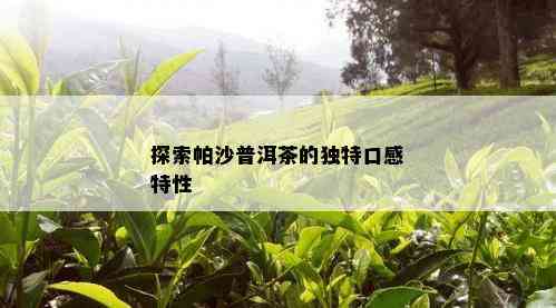 探索帕沙普洱茶的独特口感特性