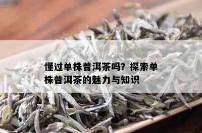 懂过单株普洱茶吗？探索单株普洱茶的魅力与知识