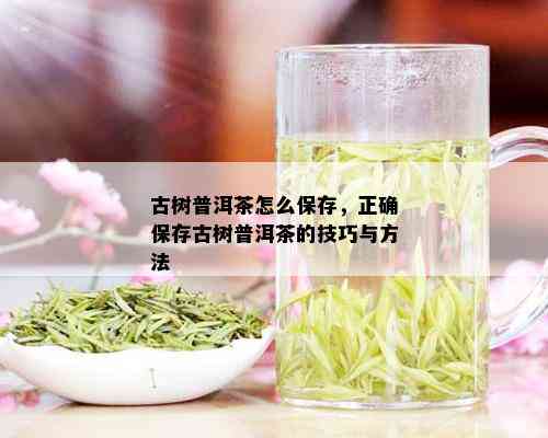 古树普洱茶怎么保存，正确保存古树普洱茶的技巧与方法