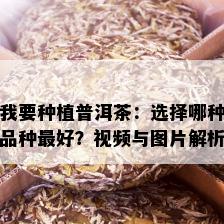 我要种植普洱茶：选择哪种品种更好？视频与图片解析