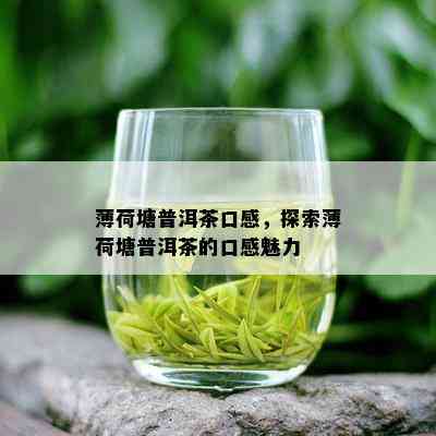 薄荷塘普洱茶口感，探索薄荷塘普洱茶的口感魅力