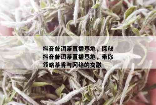 抖音普洱茶直播基地，探秘抖音普洱茶直播基地，带你领略茶香与网络的交融