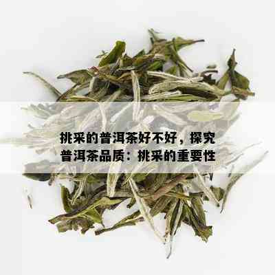 挑采的普洱茶好不好，探究普洱茶品质：挑采的重要性