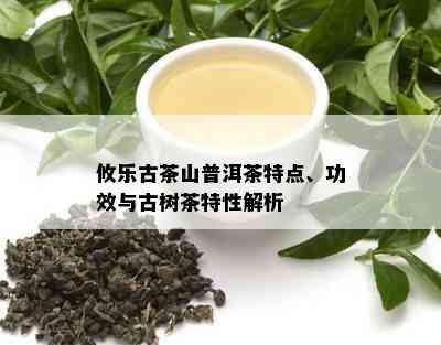 攸乐古茶山普洱茶特点、功效与古树茶特性解析