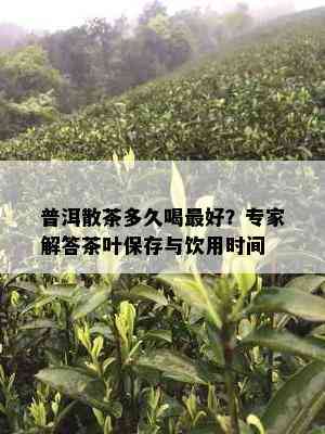 普洱散茶多久喝更好？专家解答茶叶保存与饮用时间