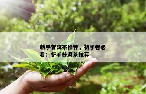 新手普洱茶推荐，初学者必看：新手普洱茶推荐