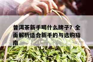 普洱茶新手喝什么牌子？全面解析适合新手的与选购指南