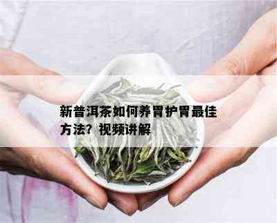 新普洱茶如何养胃护胃更佳方法？视频讲解