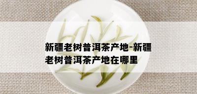 新疆老树普洱茶产地-新疆老树普洱茶产地在哪里