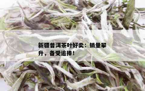 新疆普洱茶叶好卖：销量攀升，备受追捧！