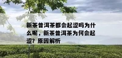 新茶普洱茶都会起涩吗为什么呢，新茶普洱茶为何会起涩？原因解析