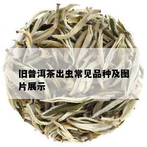 旧普洱茶出虫常见品种及图片展示